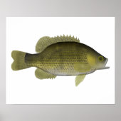 Poster Rock Bass (Devant)