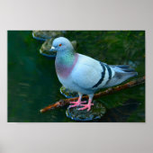 Poster Rock Dove (Devant)