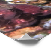 Poster Rock Mover Wrasse (Coin)