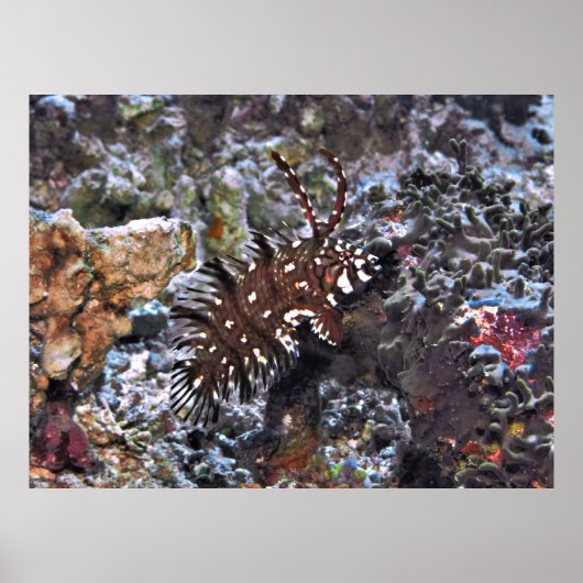 Poster Rock Mover Wrasse (Devant)