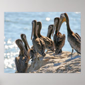 Poster Rock pélican (Devant)