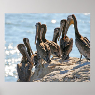 Poster Rock pélican