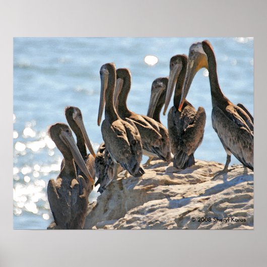 Poster Rock pélican (Devant)