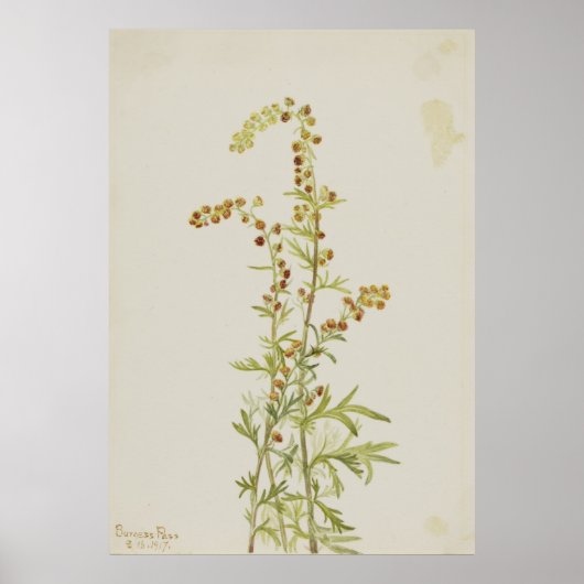 Poster Rock Wormwood (Artemisia discolor) (Devant)