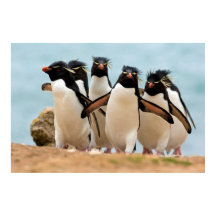 Poster Rockhopper Penguins van 8.99