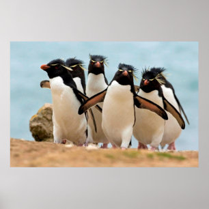 Poster Rockhopper Penguins van 8.99