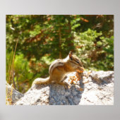 Poster Rocky Mountain Chipmunk (Devant)