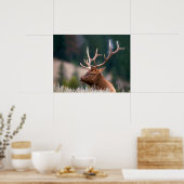 Poster Rocky Mountain Elk Parc national de Yellowstone (Cuisine)