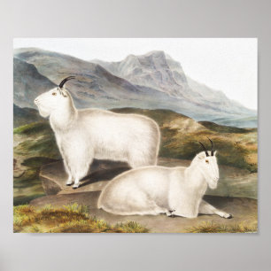 Poster Rocky Mountain Goat (Capra Americana) Illustration