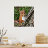 poster rode eekhoorntjesfoto (Keuken)
