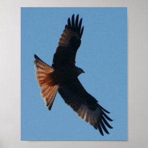 Poster Rode kite