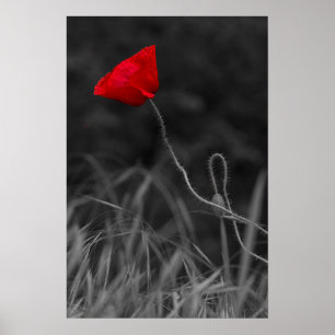 Poster Rode Klaproos Bloem