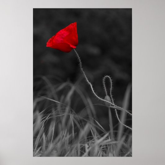 Poster Rode Klaproos Bloem (Voorkant)