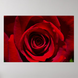 Poster rode rozenrood