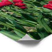 Poster rode tulpen (Hoek)