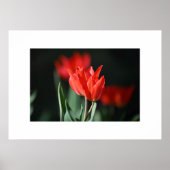 Poster rode tulpen (Voorkant)