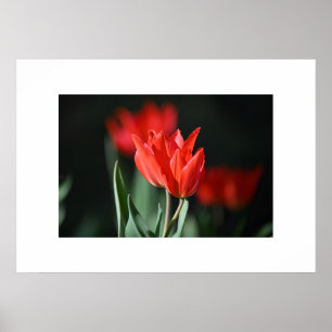 Poster rode tulpen