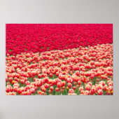 Poster rode tulpen (Voorkant)