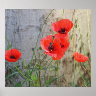 Poster Rode Veldcorn Poppies