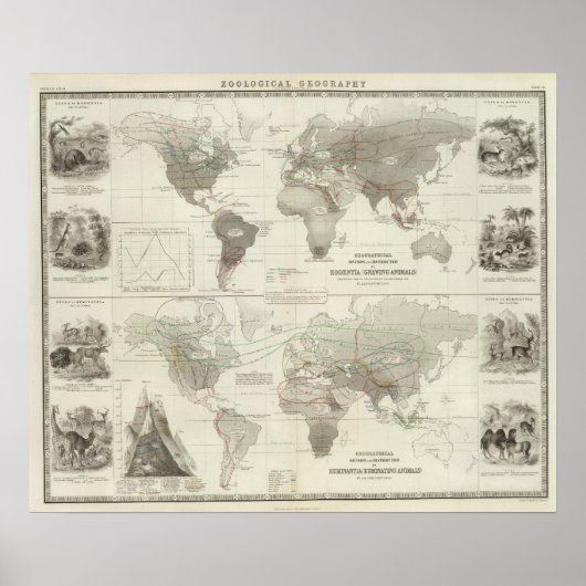 Poster Rodentia, Ruminantia (Devant)