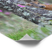 Poster Roe Deer (Coin)