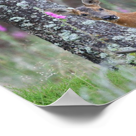 Poster Roe Deer (Coin)