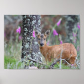Poster Roe Deer (Devant)