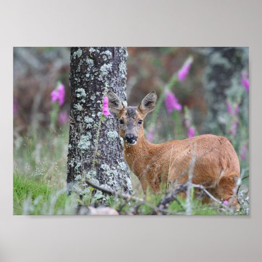 Poster Roe Deer (Devant)