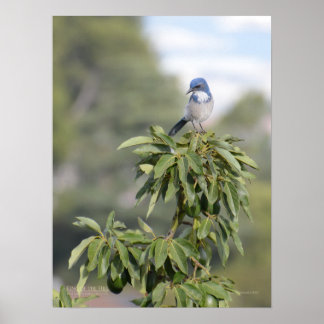 Poster Roi de la Colline