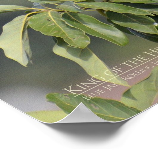 Poster Roi de la Colline (Coin)