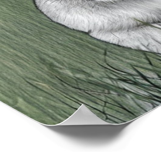 Poster Roi de la Jungle (Coin)