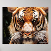 Poster Roi de Malaisie (Devant)