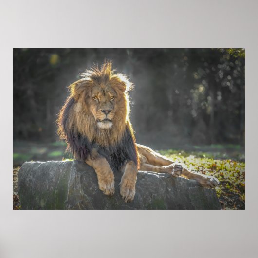 Poster Roi Lion de la Jungle (Devant)