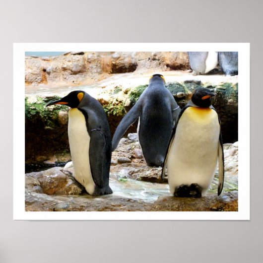 Poster Roi Pingouin (Devant)