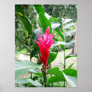 Poster Rojo de Jengibre (gingembre rouge)