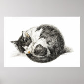 Poster Rolled vers le haut couché chat (1825) (Devant)