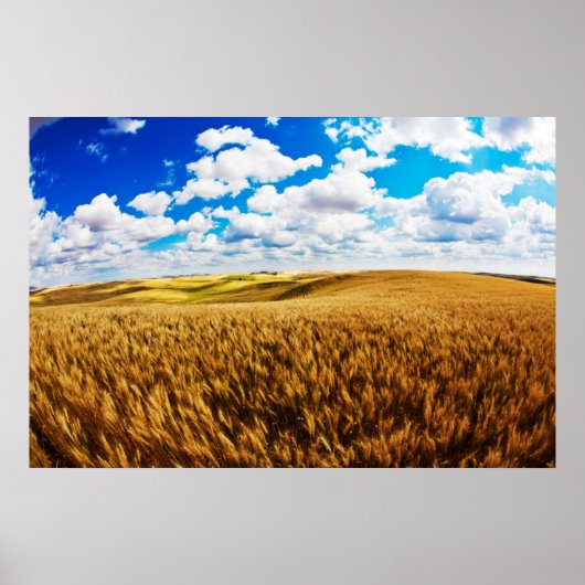 Poster Rolling hills of ripe wheat (Devant)