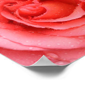 Poster Romantic Pink Rose Water Drops (Coin)