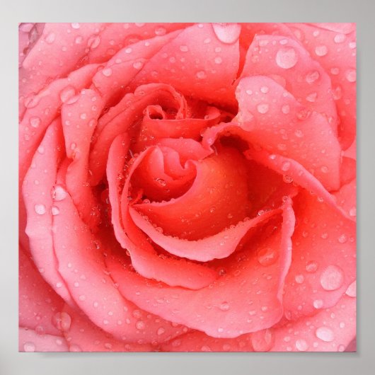 Poster Romantic Pink Rose Water Drops (Devant)