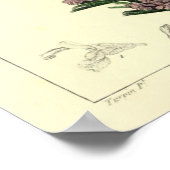 Poster Romarin, Plante de romarin (Coin)