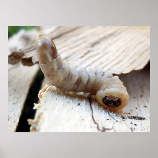 Poster rondom de kop (Voorkant)