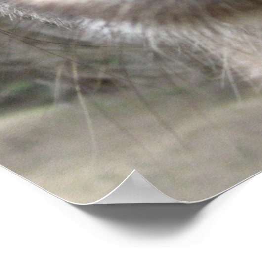 Poster Roo Bob (Coin)