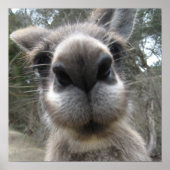 Poster Roo Bob (Devant)