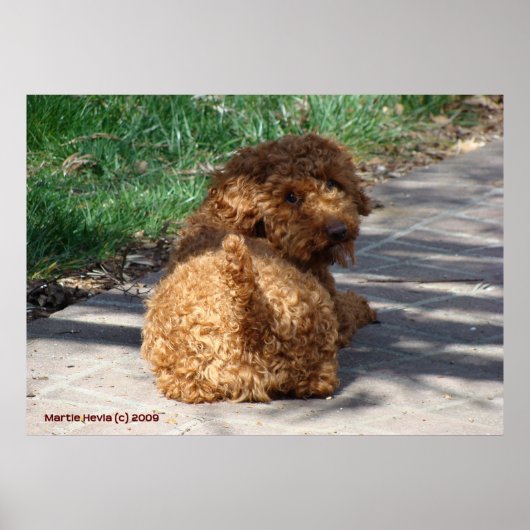 Poster Rookie ne jamais revenir (Devant)