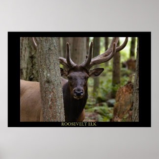 Poster Roosevelt Elk
