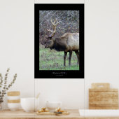 Poster Roosevelt Elk (Cuisine)