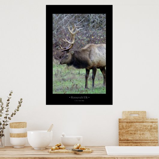Poster Roosevelt Elk (Cuisine)