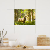 Poster Roosevelt Elk | Olympic National Park, Washington (Cuisine)