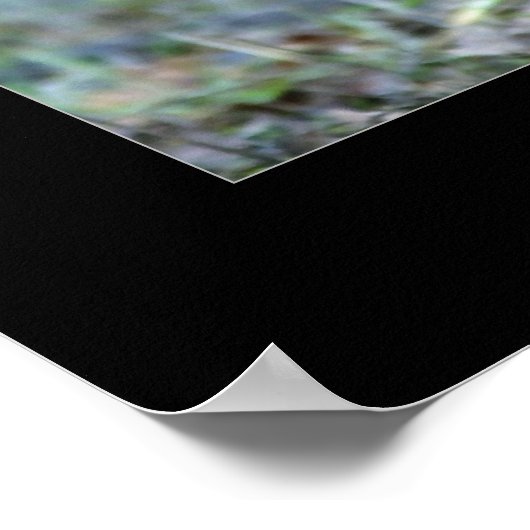 Poster Roosevelt Elk Sparring (Coin)