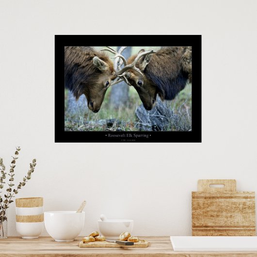 Poster Roosevelt Elk Sparring (Cuisine)